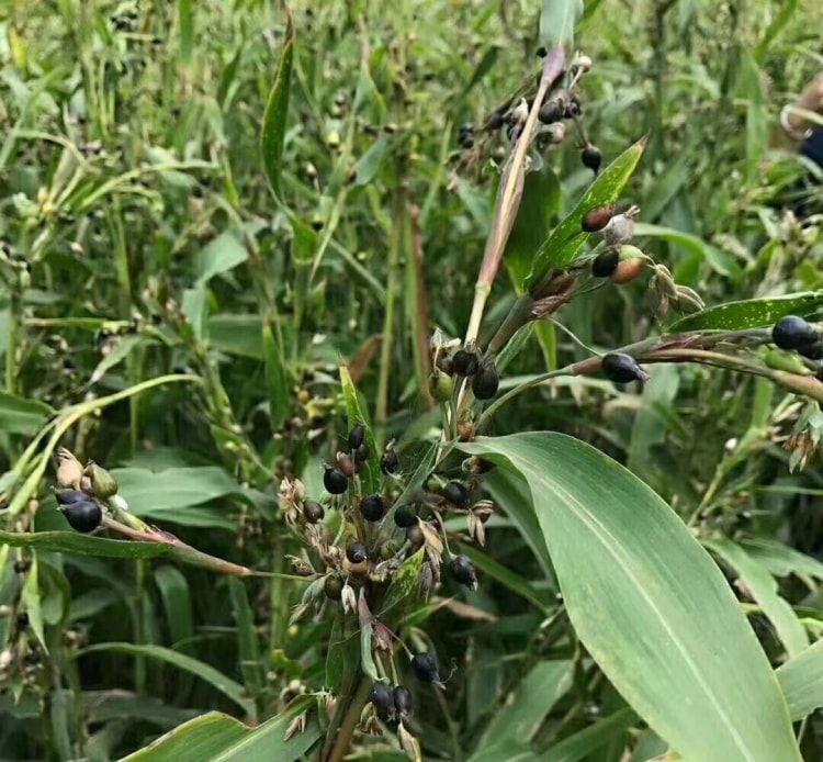 怀府薏康堂-红薏米种植基地